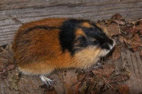 为什么旅鼠集体跳海，可能是种群数量的增加所致