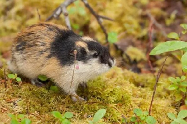 为什么旅鼠集体跳海，可能是种群数量的增加所致
