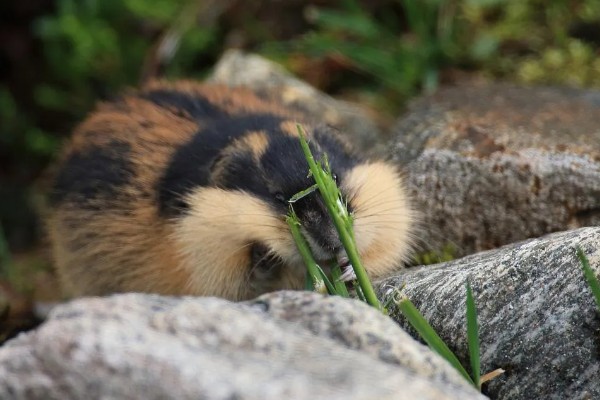为什么旅鼠集体跳海，可能是种群数量的增加所致