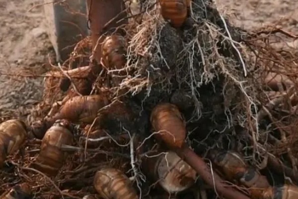 蝉能人工养殖吗，蝉可以人工养殖