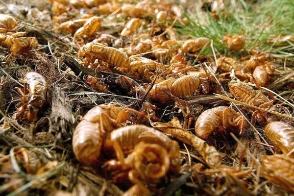 蝉能人工养殖吗，蝉可以人工养殖