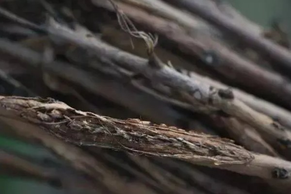 蝉能人工养殖吗，蝉可以人工养殖