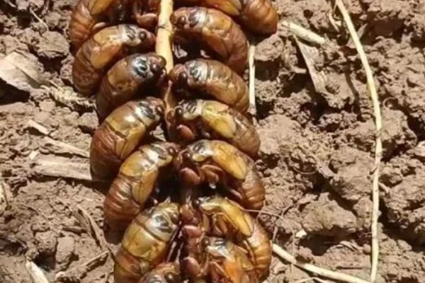 蝉能人工养殖吗，蝉可以人工养殖