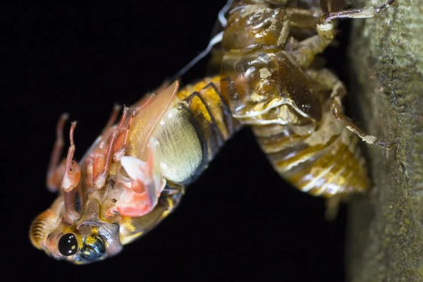 蝉能人工养殖吗，蝉可以人工养殖