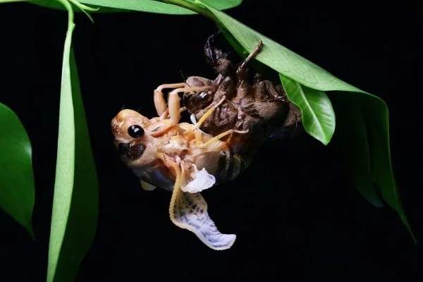 蝉能人工养殖吗，蝉可以人工养殖