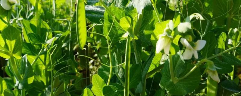 豌豆怎么在家种植，播种前需要浸种