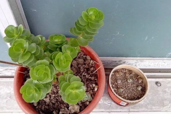 金钱木可以在室内养吗，适合室内养殖