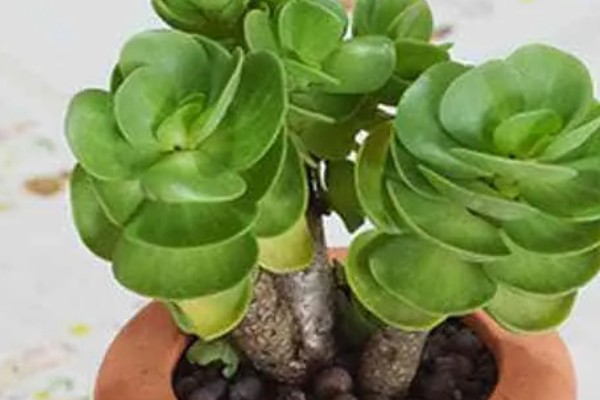 金钱木可以在室内养吗，适合室内养殖