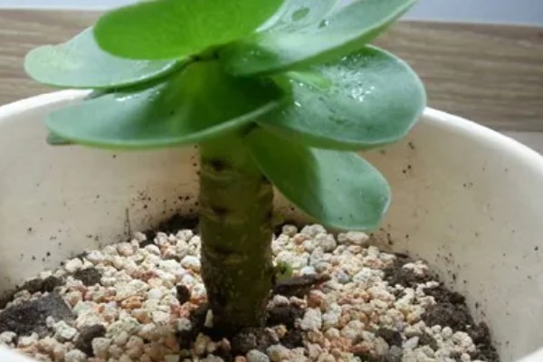 金钱木可以在室内养吗，适合室内养殖