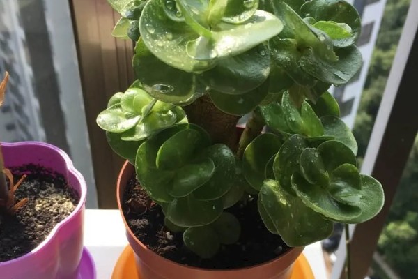 金钱木可以在室内养吗，适合室内养殖