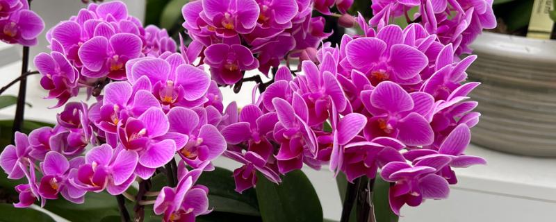 紫色蝴蝶兰有什么花语，代表高贵典雅、我深爱着你