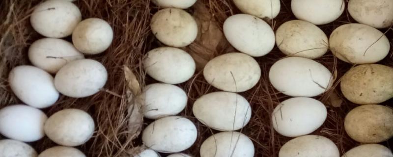 鹅的孵化温湿度，第1-27天把温度保持在37.5℃左右