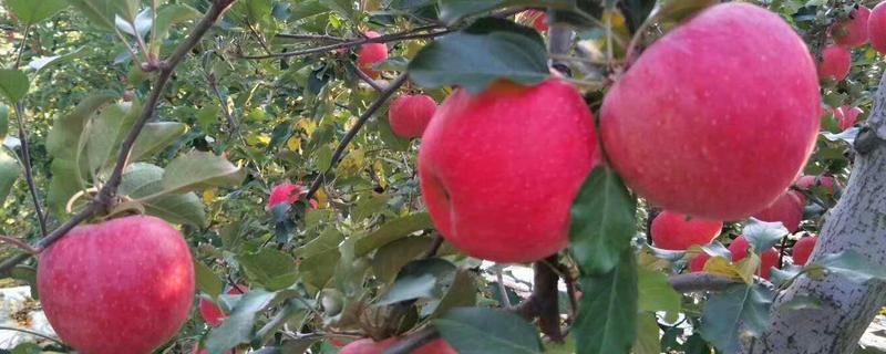 双矮苹果有哪些好处，其结果比较早