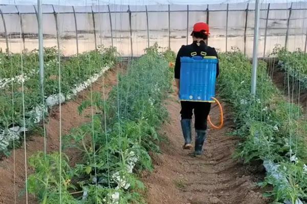 西红柿打杀菌药的时间,发生病害时可在晴天早晨或下午喷药