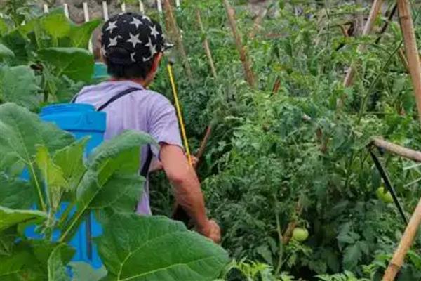 西红柿打杀菌药的时间,发生病害时可在晴天早晨或下午喷药
