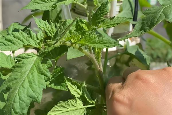 西红柿打杀菌药的时间,发生病害时可在晴天早晨或下午喷药