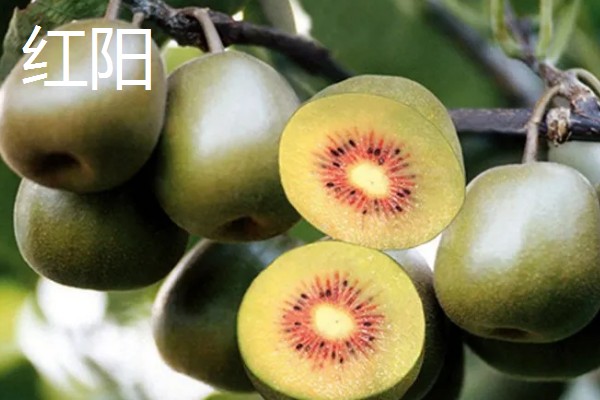 猕猴桃的价格，价格一般在5-20元一斤