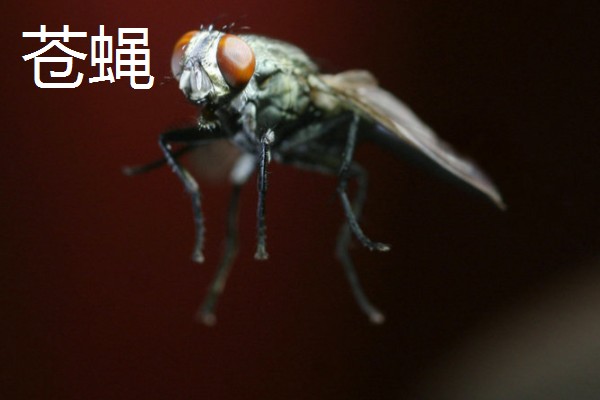 哪些害虫很常见,包括苍蝇、蟑螂、蚊子等种类