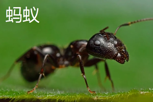 哪些害虫很常见,包括苍蝇、蟑螂、蚊子等种类