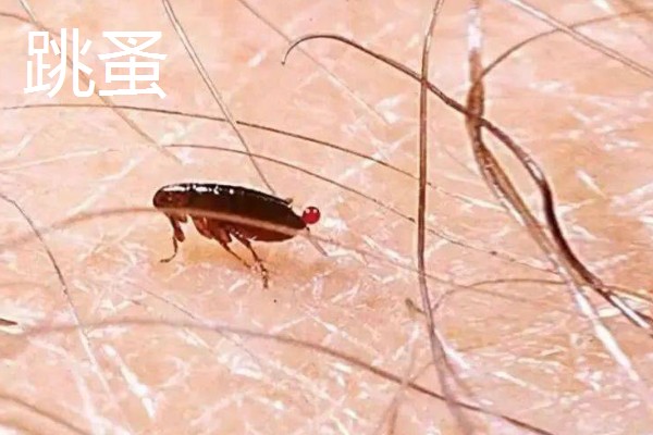 哪些害虫很常见,包括苍蝇、蟑螂、蚊子等种类