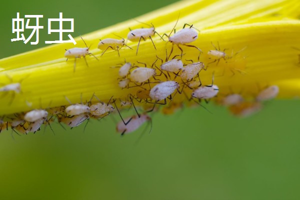 哪些害虫很常见,包括苍蝇、蟑螂、蚊子等种类