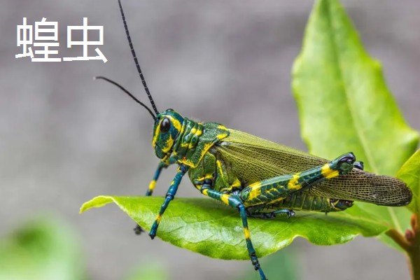 哪些害虫很常见,包括苍蝇、蟑螂、蚊子等种类