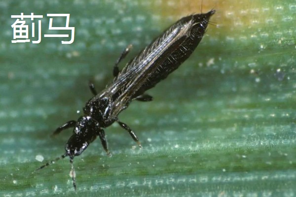 哪些害虫很常见,包括苍蝇、蟑螂、蚊子等种类
