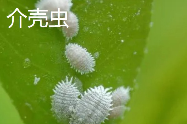 哪些害虫很常见,包括苍蝇、蟑螂、蚊子等种类