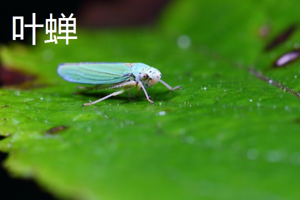哪些害虫很常见,包括苍蝇、蟑螂、蚊子等种类