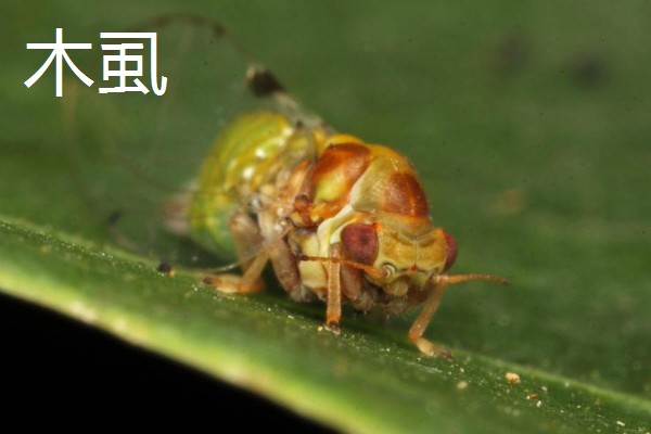 哪些害虫很常见,包括苍蝇、蟑螂、蚊子等种类