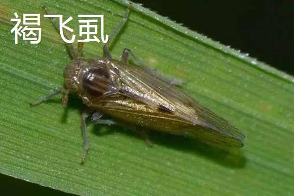 哪些害虫很常见,包括苍蝇、蟑螂、蚊子等种类