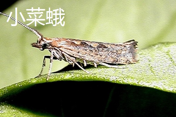 哪些害虫很常见,包括苍蝇、蟑螂、蚊子等种类