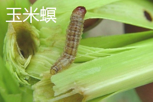 哪些害虫很常见,包括苍蝇、蟑螂、蚊子等种类