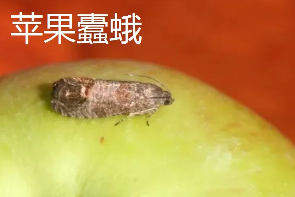哪些害虫很常见,包括苍蝇、蟑螂、蚊子等种类