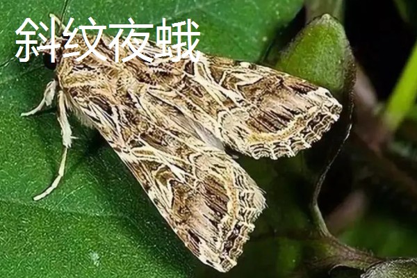 哪些害虫很常见,包括苍蝇、蟑螂、蚊子等种类