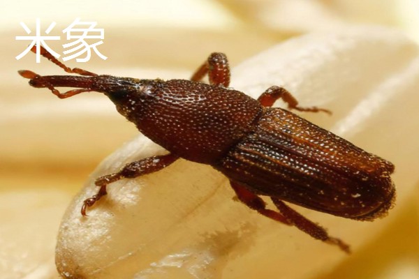 哪些害虫很常见,包括苍蝇、蟑螂、蚊子等种类