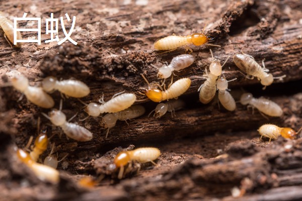 哪些害虫很常见,包括苍蝇、蟑螂、蚊子等种类