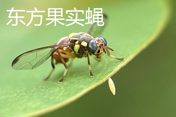 哪些害虫很常见,包括苍蝇、蟑螂、蚊子等种类