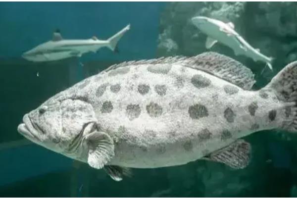 石斑鱼常见病的防治方法，发生白点病需隔离病鱼并让它药浴