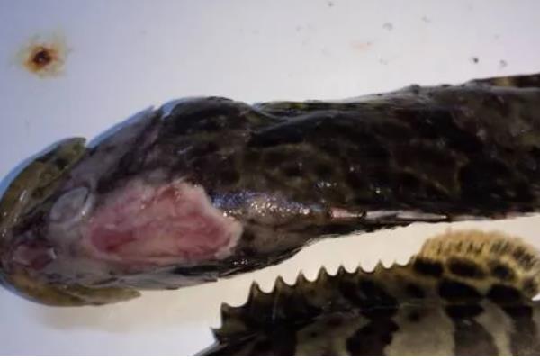 石斑鱼常见病的防治方法，发生白点病需隔离病鱼并让它药浴