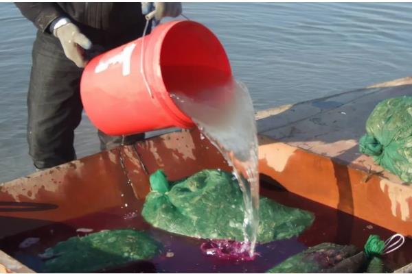 石斑鱼常见病的防治方法，发生白点病需隔离病鱼并让它药浴