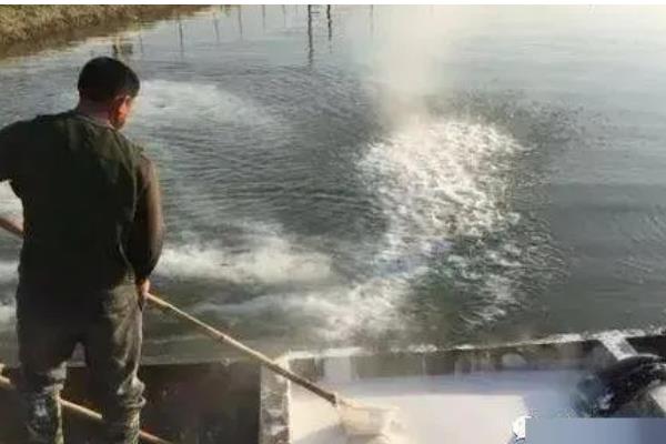 石斑鱼常见病的防治方法，发生白点病需隔离病鱼并让它药浴