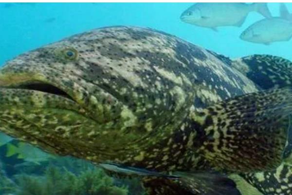 石斑鱼常见病的防治方法，发生白点病需隔离病鱼并让它药浴