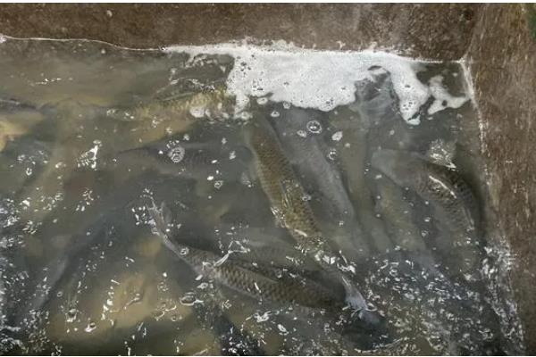 石斑鱼常见病的防治方法，发生白点病需隔离病鱼并让它药浴