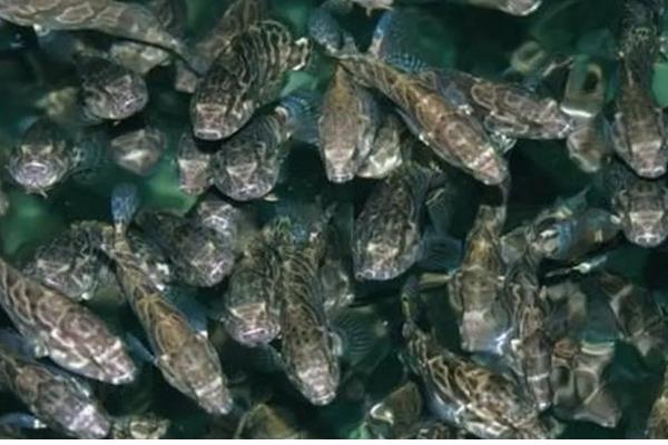 石斑鱼常见病的防治方法，发生白点病需隔离病鱼并让它药浴