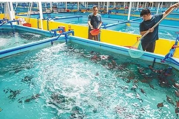 石斑鱼常见病的防治方法，发生白点病需隔离病鱼并让它药浴