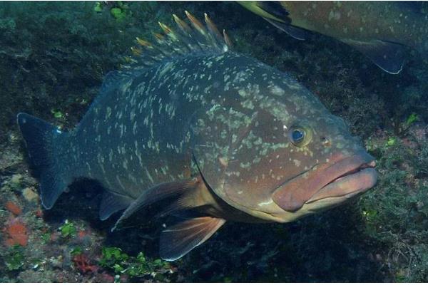 石斑鱼常见病的防治方法，发生白点病需隔离病鱼并让它药浴