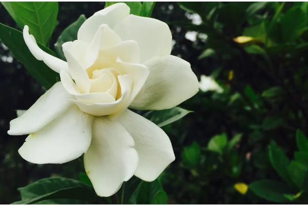 栀子花的花语,花语为喜悦、坚强、永恒的爱与约定