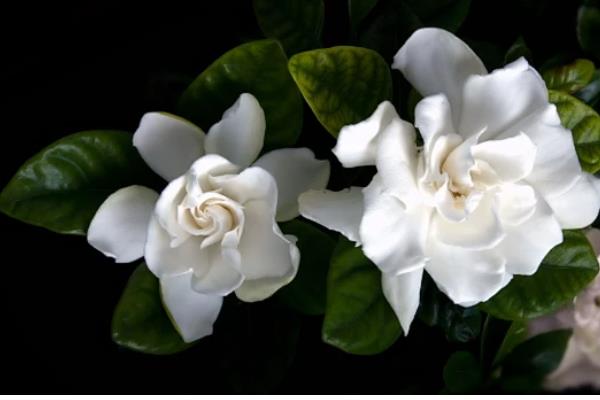 栀子花的花语,花语为喜悦、坚强、永恒的爱与约定