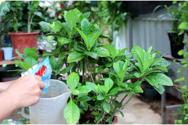 栀子花的花语,花语为喜悦、坚强、永恒的爱与约定